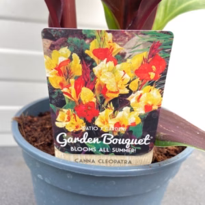 Canna Cleopatra 17 cm