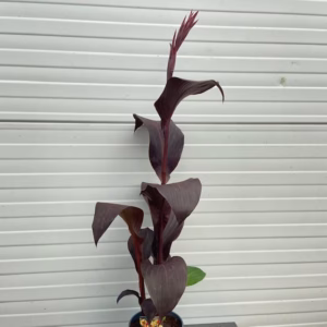 Canna Cleopatra 17 cm