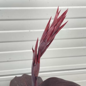 Canna Cleopatra 17 cm