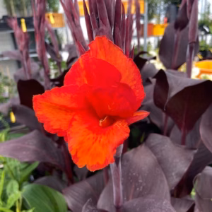 Canna Cleopatra 17 cm