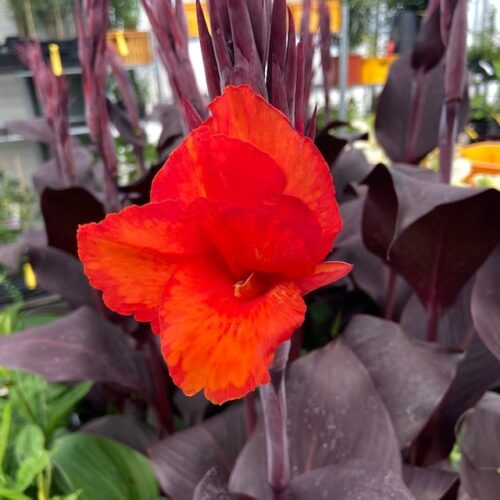 Canna Cleopatra 17 cm