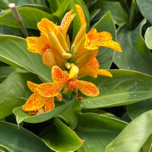 Canna Tenerife