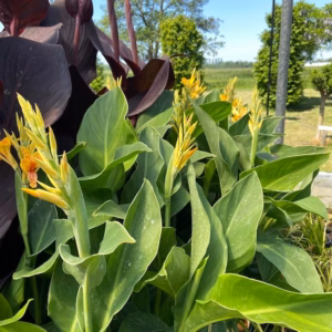 Canna Tenerife