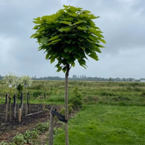 Catalpa bignonioides Nana (Boltrompetboom) op stam 180 cm 8/10