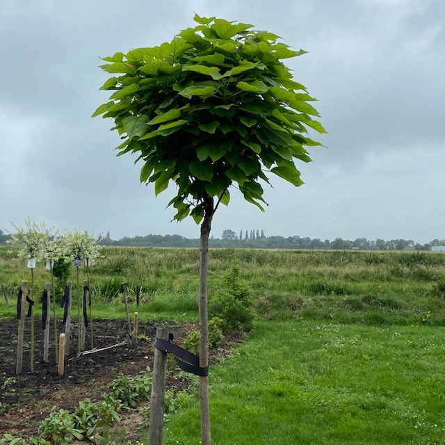 Catalpa bignonioides Nana (Boltrompetboom) op stam 150 cm Tas