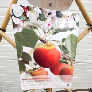 Appelboom laagstam 'Elstar' Leivorm