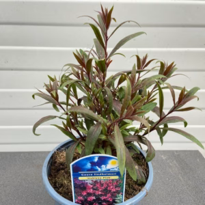 Gaura (Prachtkaars)