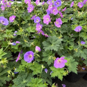 Geranium Rozanne