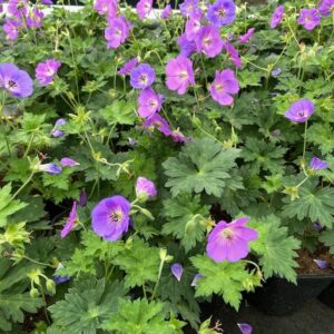 Geranium Rozanne