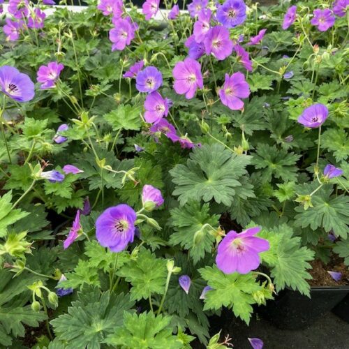 Geranium