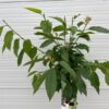 Kersenboom halfstam sunburst