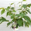 Kersenboom laagstam sunburst
