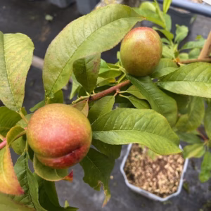 Nectarine halfstam Madame Blanchet