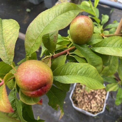 Nectarine halfstam Madame Blanchet