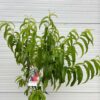 Nectarine halfstam Madame Blanchet