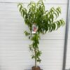 Nectarine halfstam Madame Blanchet
