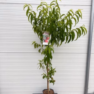 Nectarine halfstam Madame Blanchet