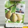 Perenboom patio 'Doyenne du Comice'