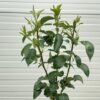 Perenboom patio 'Doyenne du Comice'