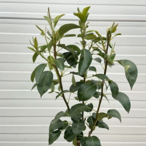 Perenboom patio 'Doyenne du Comice'