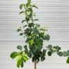 Perenboom laagstam 'Doyenne du Comice'