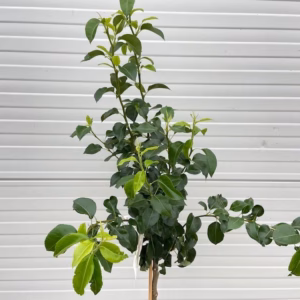 Perenboom laagstam 'Doyenne du Comice'