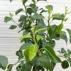 Perenboom laagstam 'Doyenne du Comice'