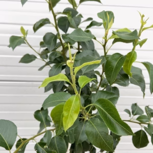 Perenboom laagstam 'Doyenne du Comice'