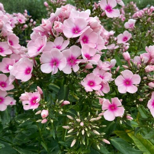 Phlox pan. Bright Eyes