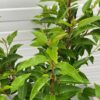 Prunus l. Angustifolia (Portugese Laurierkers) 50 cm 7,5 liter pot
