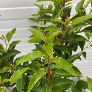 Prunus l. Angustifolia (Portugese Laurierkers) 50 cm 7,5 liter pot