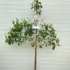 Pruimenboom 'Blue Belg'