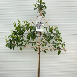 Pruimenboom 'Blue Belg'