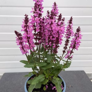 Salvia nem. Rose Marvel