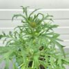 Scabiosa columbaria 'Butterfly Blue'