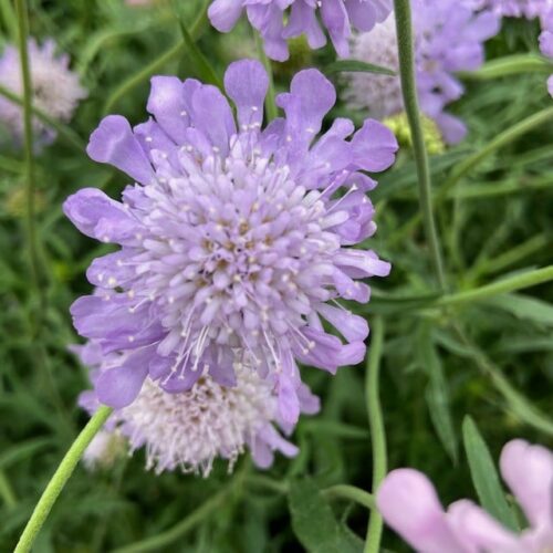 Scabiosa columbaria '