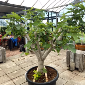 Ficus carica (Vijgenboom) GROOT