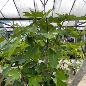 Ficus carica (Vijgenboom) GROOT