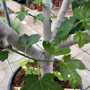 Ficus carica (Vijgenboom) GROOT
