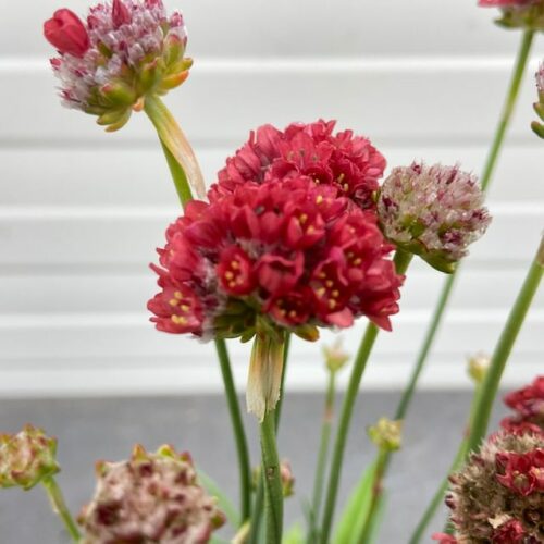 Armeria pseudo. Ballerina red