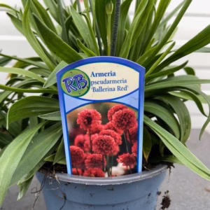 Armeria pseudo. Ballerina red