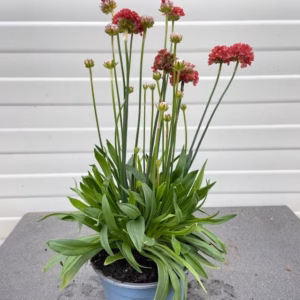 Armeria pseudo. Ballerina red