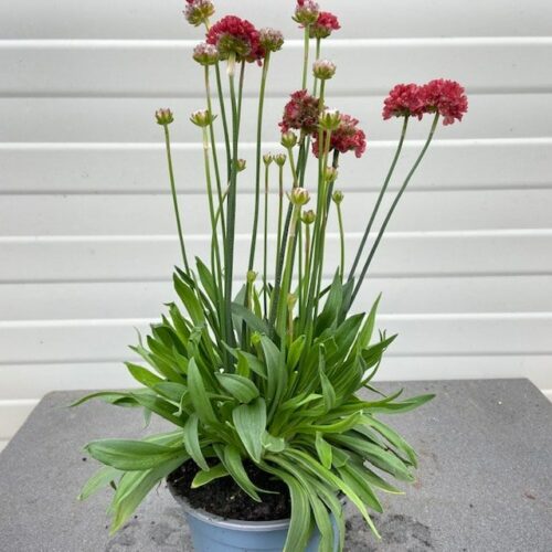 Armeria pseudo. Ballerina red