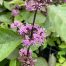 Callicarpa Bodirieni Profusion