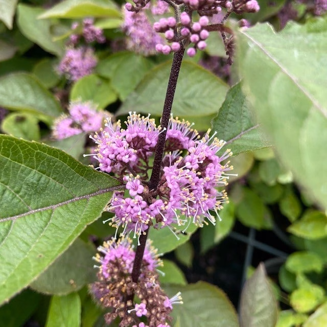 Callicarpa Bodirieni Profusion