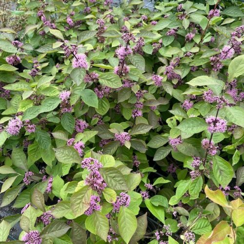 Callicarpa Bodirieni Profusion