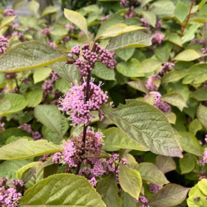 Callicarpa Bodirieni Profusion