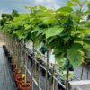 Catalpa bignonioides Nana (Boltrompetboom) stamhoogte 120 cm