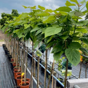Catalpa bignonioides Nana (Boltrompetboom) stamhoogte 120 cm