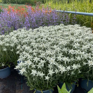 Edelweiss Leontopodium